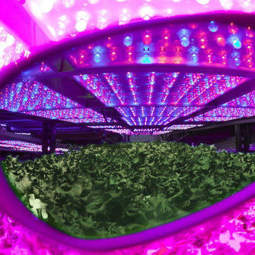 Cultivator Blurple LED Classic | Grow Room Glasses