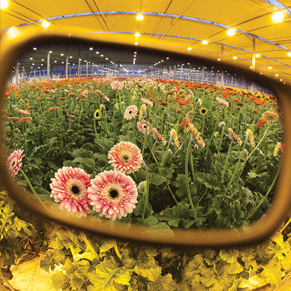 Cultivator HPS Classic | Grow Room Glasses